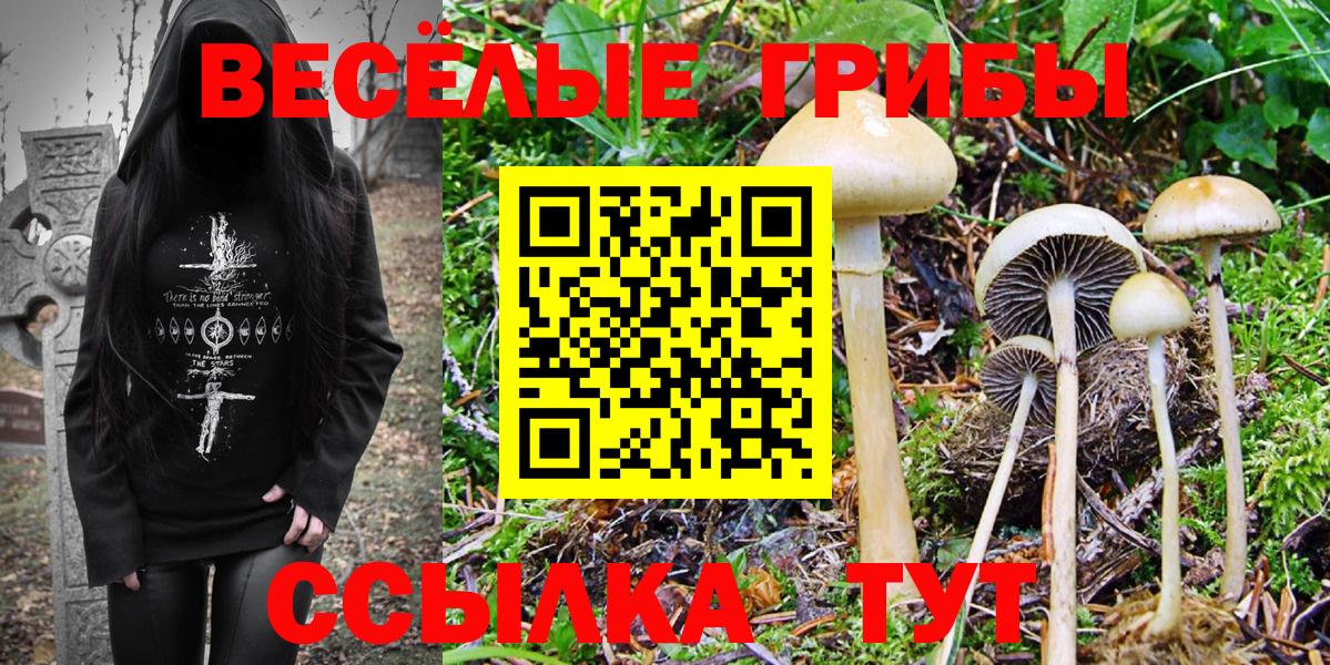 Галлюциногенные грибы Psilocybine cubensis Северобайкальск